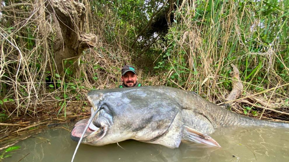 El siluro de 2.72 metros y entre 100 y 120 kilos pescado hace unos días tras una "batalla épica" en el Ebro.