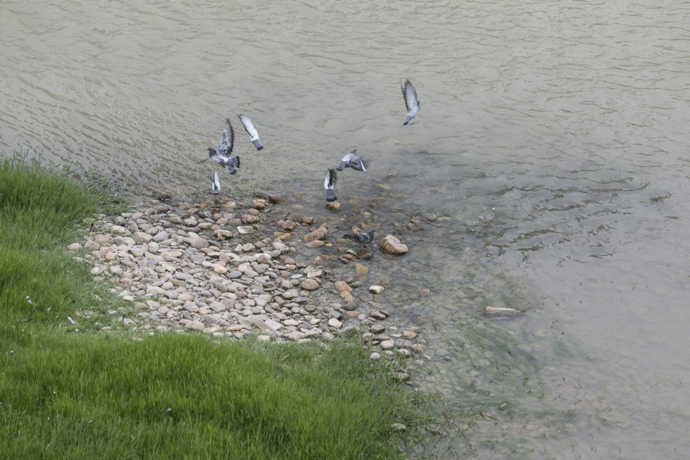 Un equipo de televisión japones intenta grabar un ataque de siluro a palomas en el río Ebro. Puente de Piedra de Zaragoza.