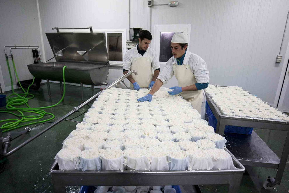 Fábrica de quesos Zariche. Jorge y Antonio Andrés colocan el queso en moldes; todo el proceso es estrictamente artesanal