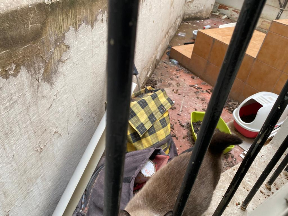 Denuncian el abandono de una veintena de gatos en un edificio de Zaragoza