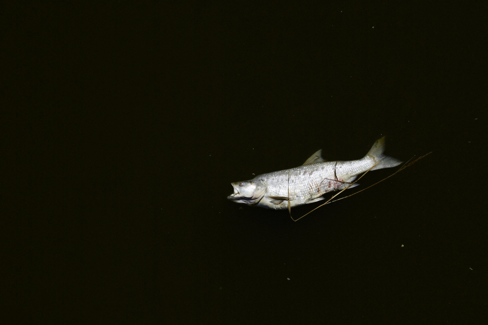 Dead fish lie on the bank of Oder River on the German-Polish border, in Brieskow-Finkenheerd, Frankfurt (Oder), Germany, August 11, 2022. REUTERS/Annegret Hilse EUROPE-ENVIRONMENT/
