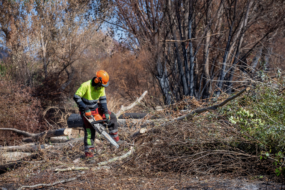 "Primero limpiar, luego restaurar", inician la retirada de árboles quemados en Moros.