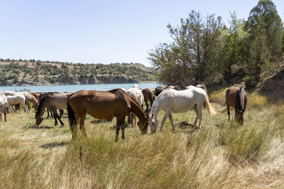 Trashumancia de caballos a su paso por el pantano el arquillo de Teruel