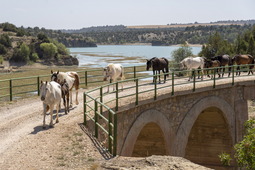 Trashumancia de caballos a su paso por el pantano el arquillo de Teruel