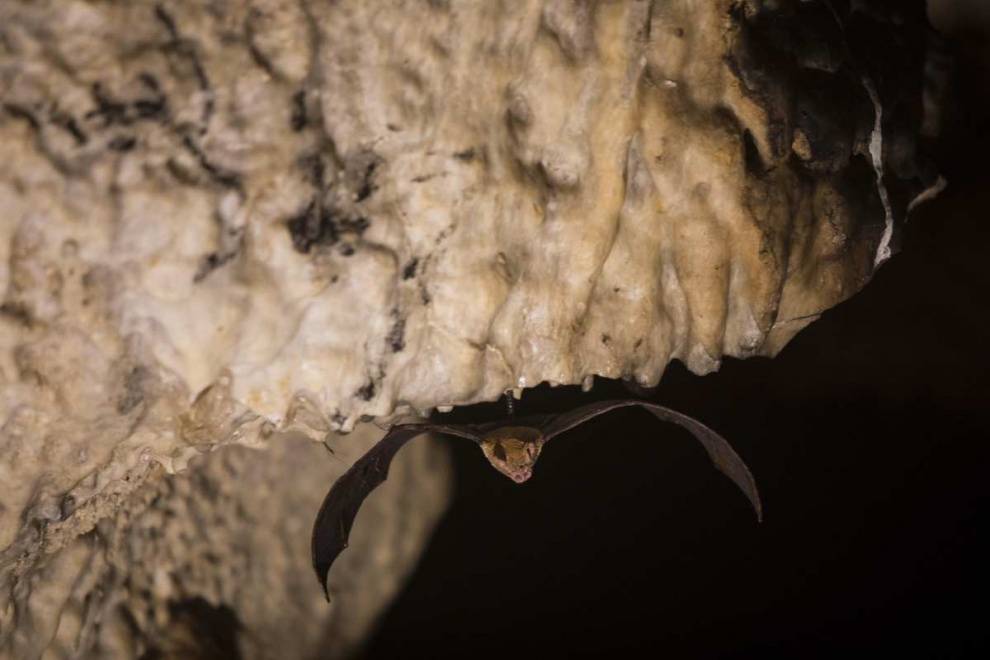 Un murciélago en la Cueva del Agua
