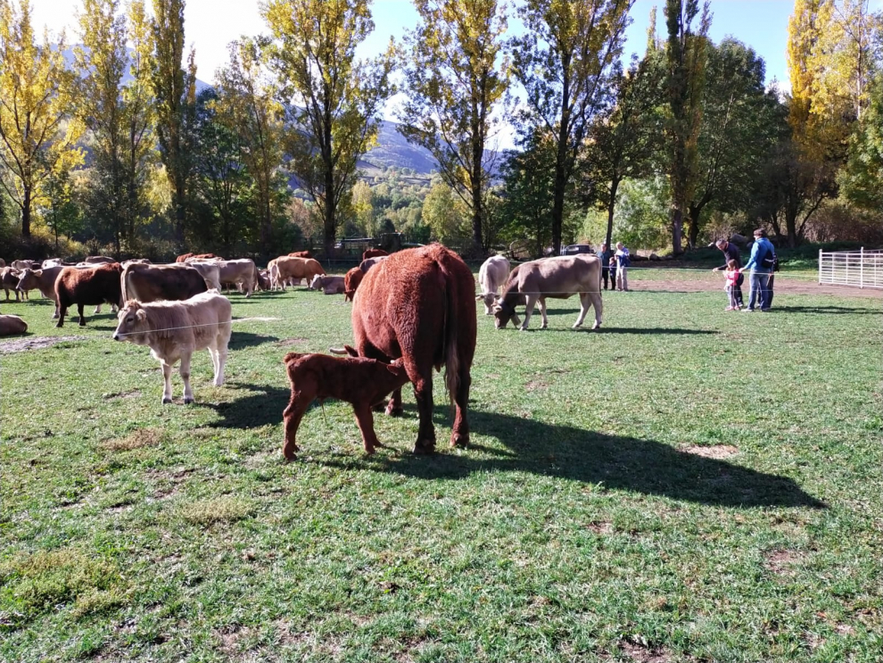 La 40 edición del evento se ha desarrollado con 500 reses de ovino y vacuno y ha coincidido con el descenso de rebaños de montaña