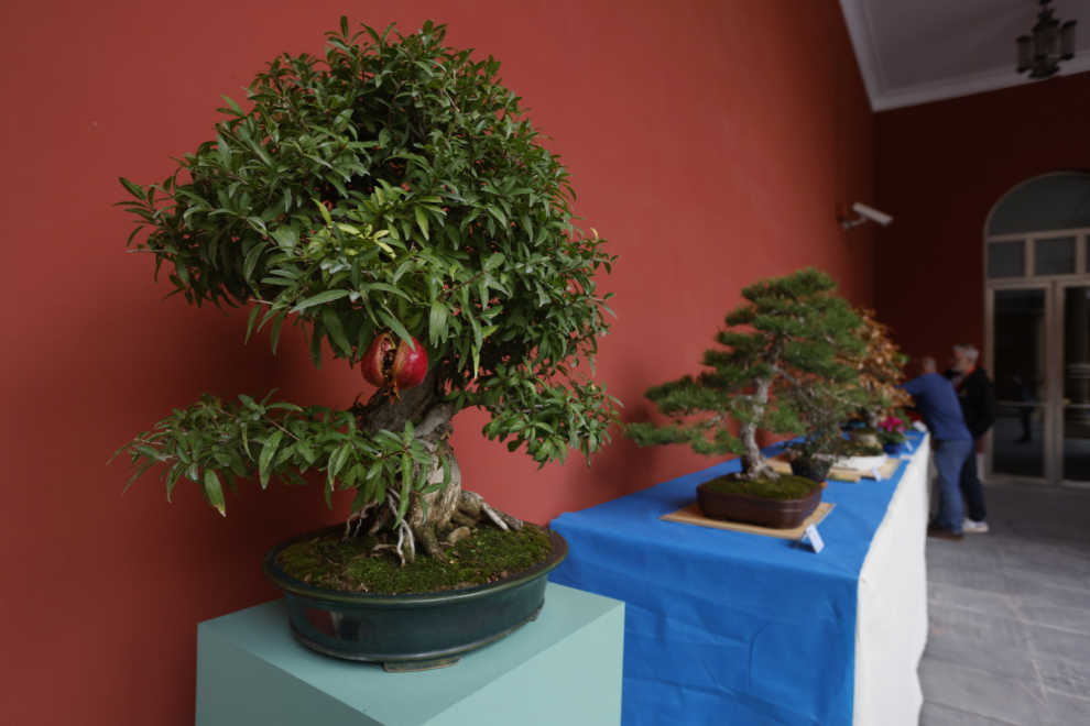 Fotos de la exposición de bonsáis en el patio del Museo de Zaragoza