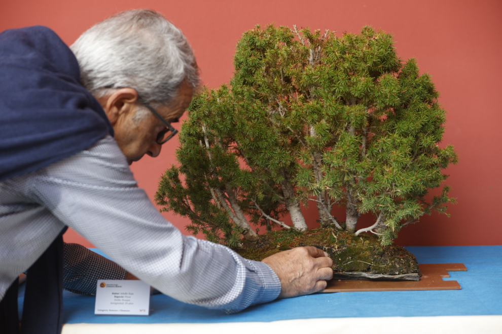 Fotos de la exposición de bonsáis en el patio del Museo de Zaragoza