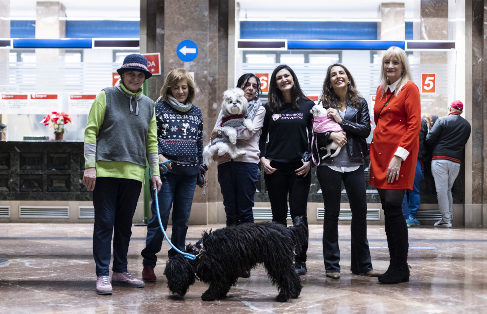 Fotos de la presentación del acceso de animales al Ayuntamiento de Zaragoza