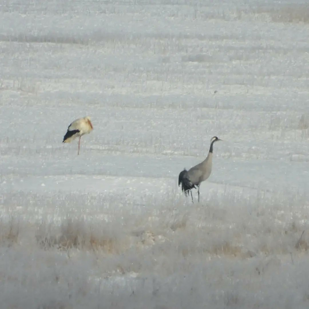 Grullas sobre la nieve y el hielo en Gallocanta, esta semana