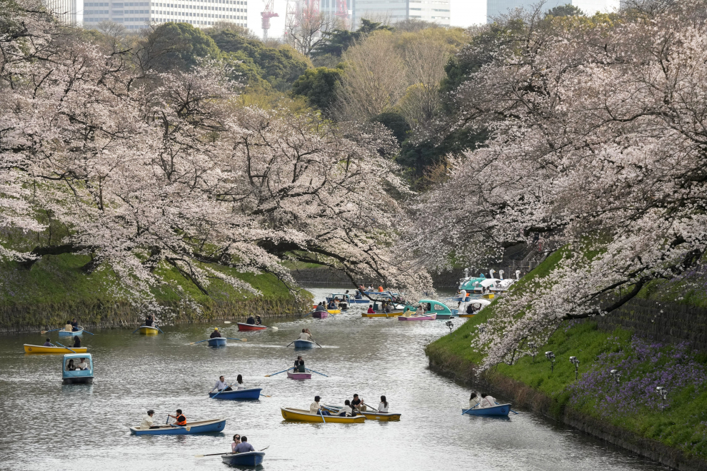 Belleza de la floración de los cerezos en Tokio