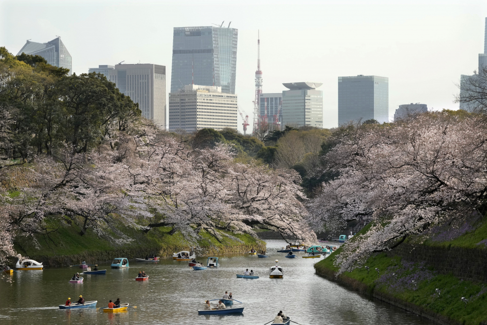 Belleza de la floración de los cerezos en Tokio