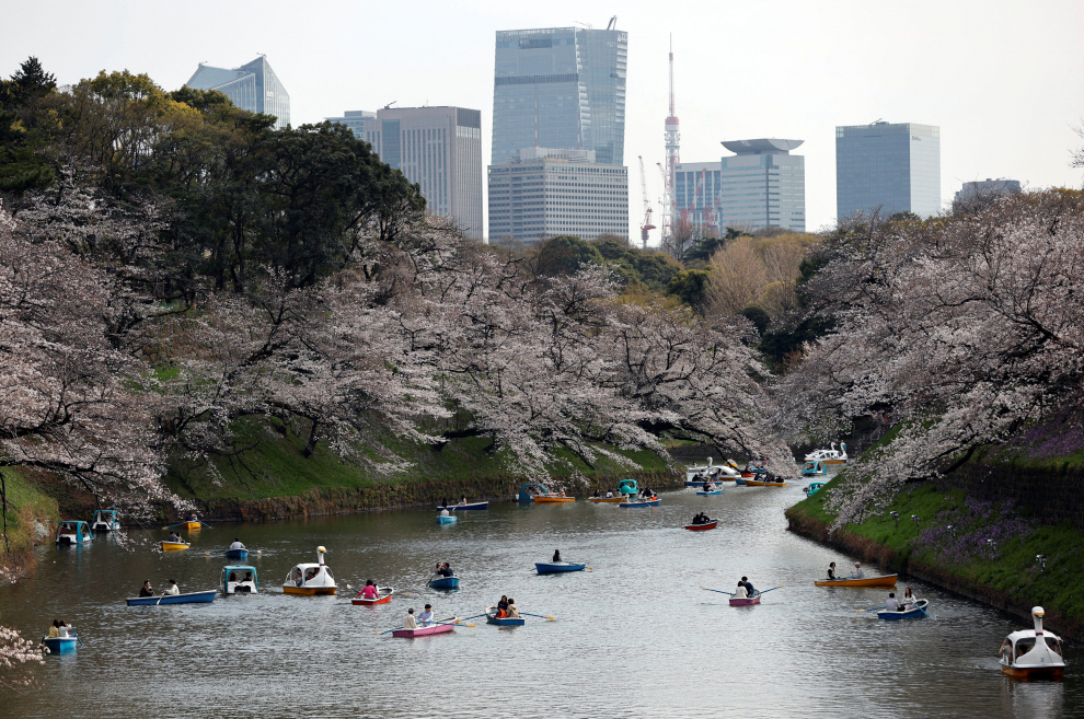 Los visitantes recorren el parque Chidorigafuchi en Tokio para ver la floración de los cerezos