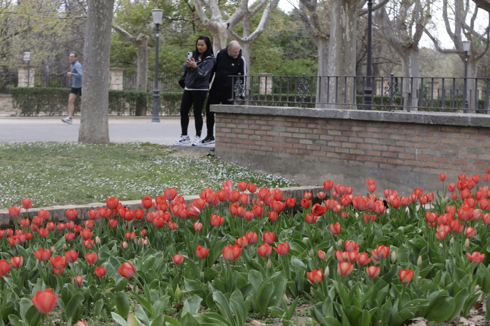 La consejera de Servicios Públicos Natalia Chueca ha presentado este viernes los detalles del programa de la muestra floral, que se desarrollar entre el 26 y 28 de mayo.