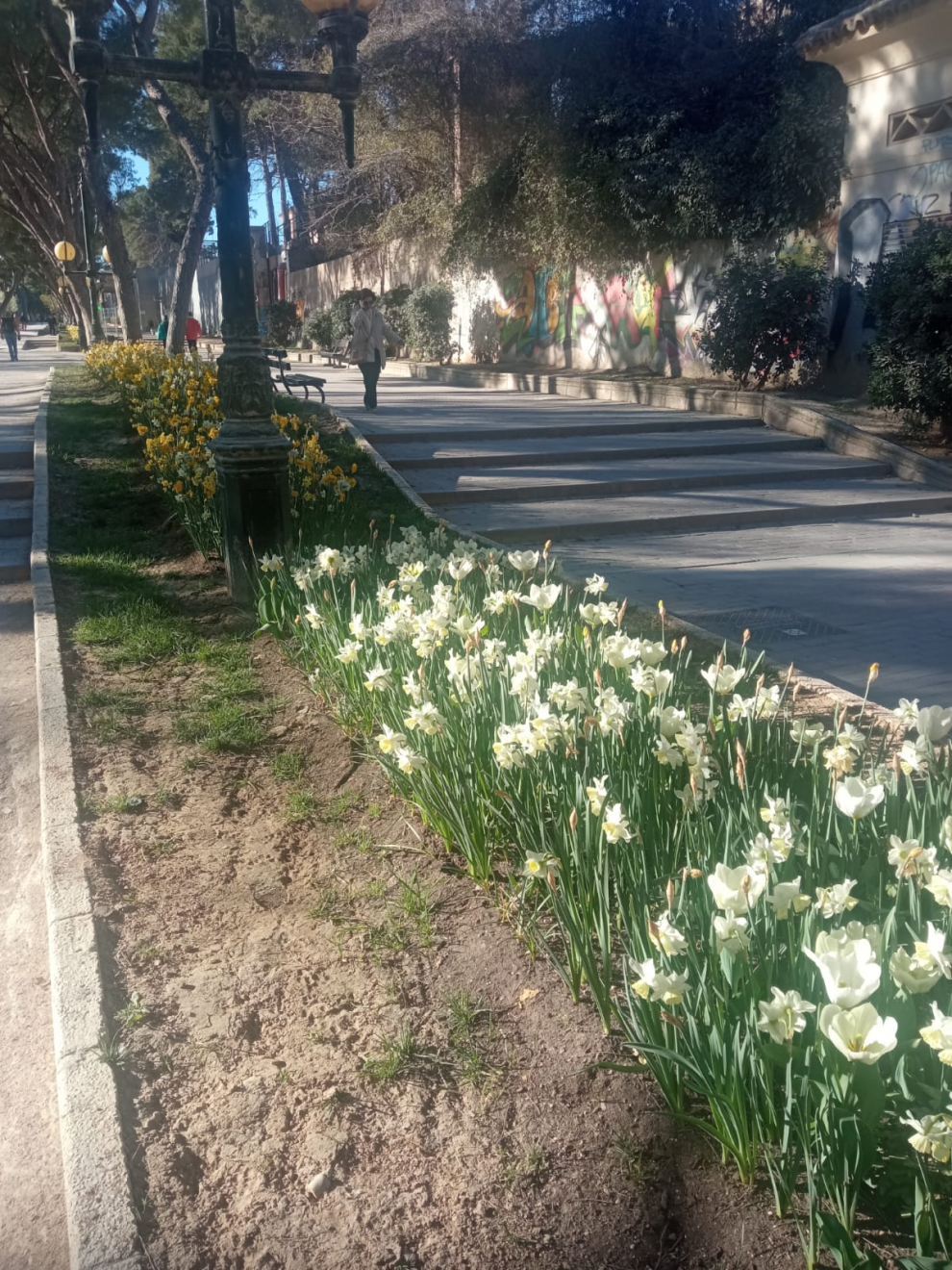 Tulipanes el Parque Pignatelli de Zaragoza