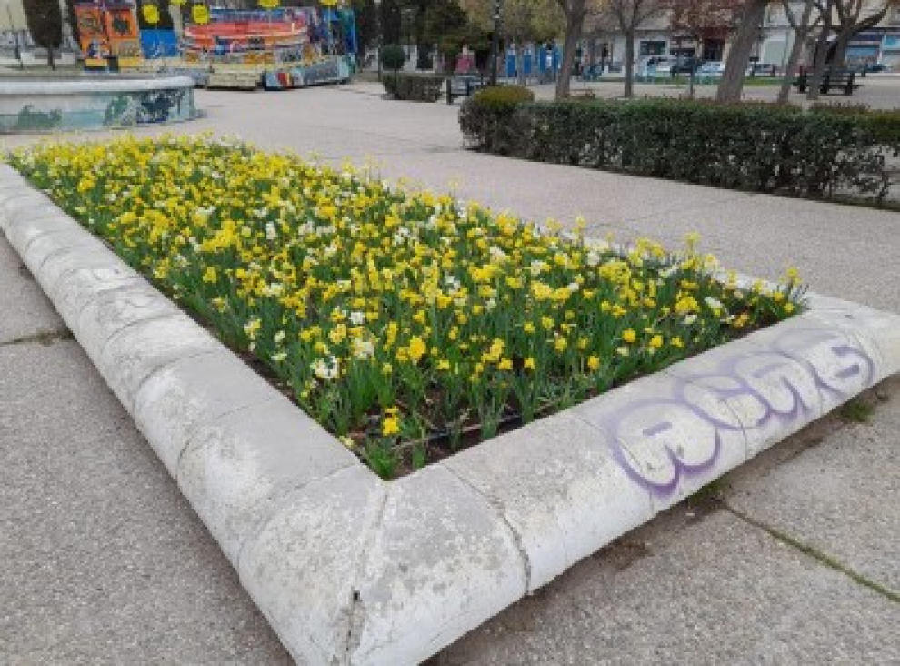 Este año, a la espera de que se celebre el Festival Zaragoza Florece 2023, el cual ya ha adelantado parte de la programación, diferentes zonas de la capital aragonesa se llenan de color y son el centro de todas las miradas.