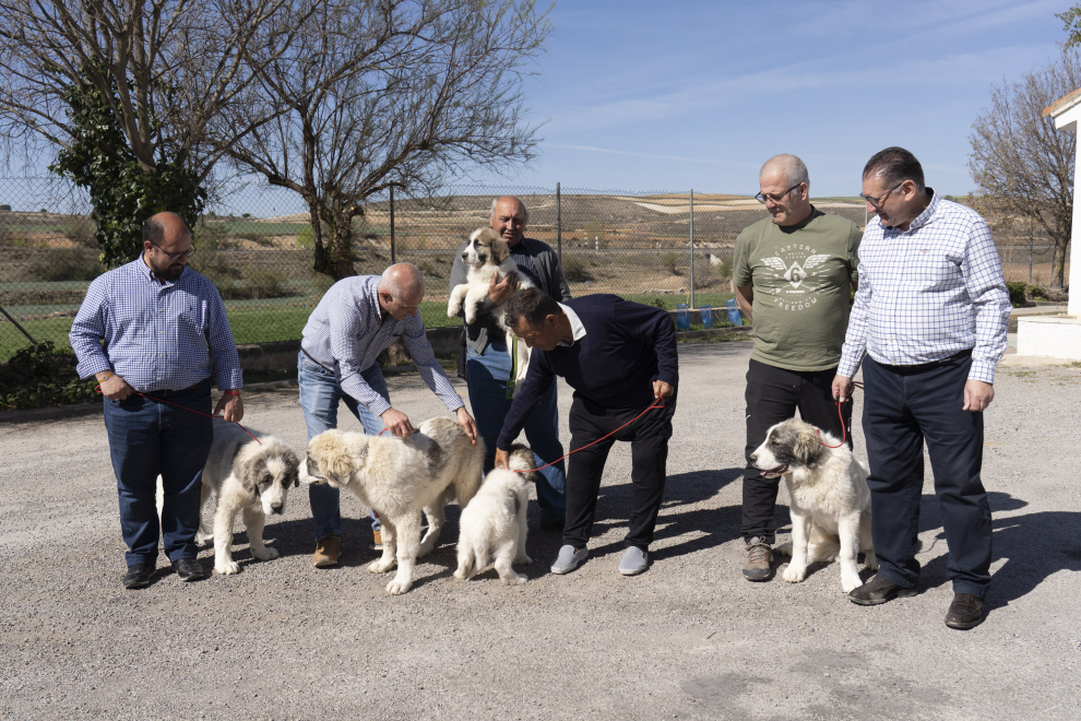 La diputación de Teruel entrega cachorros de mastín del Pirineo a ganaderos que han sufrido ataques de lobo.