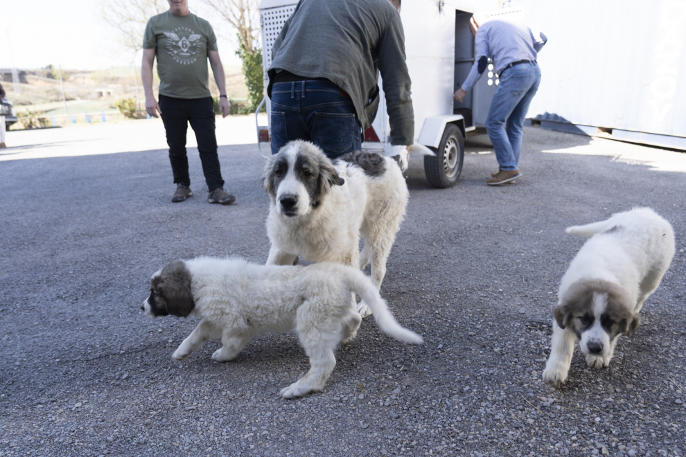La diputación de Teruel entrega cachorros de mastín del Pirineo a ganaderos que han sufrido ataques de lobo.