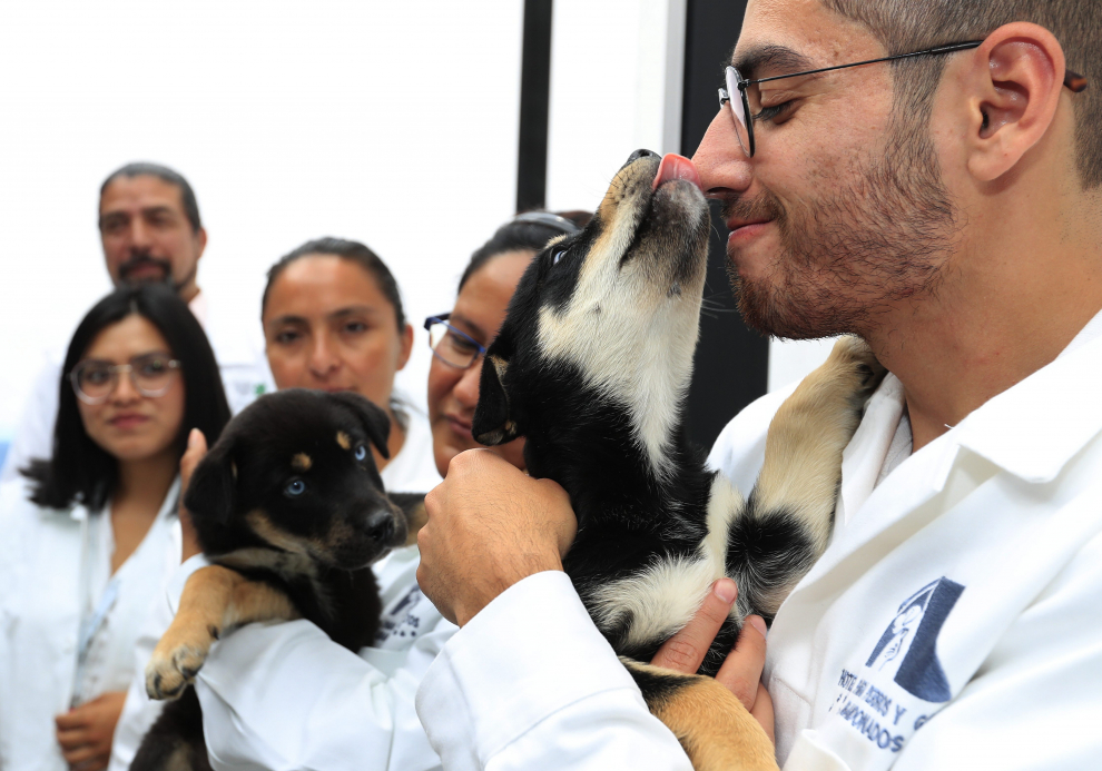Inauguran en México el primer hotel para perros y gatos abandonados.