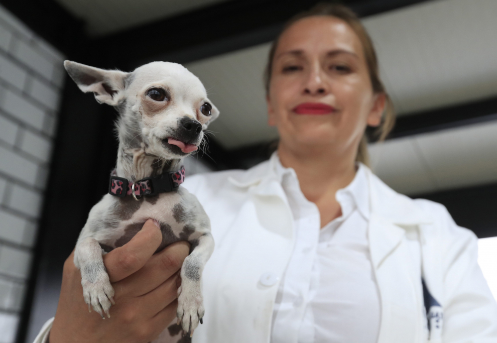 Inauguran en México el primer hotel para perros y gatos abandonados.