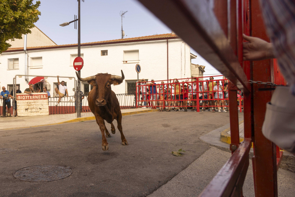 La vaca corre por las calles