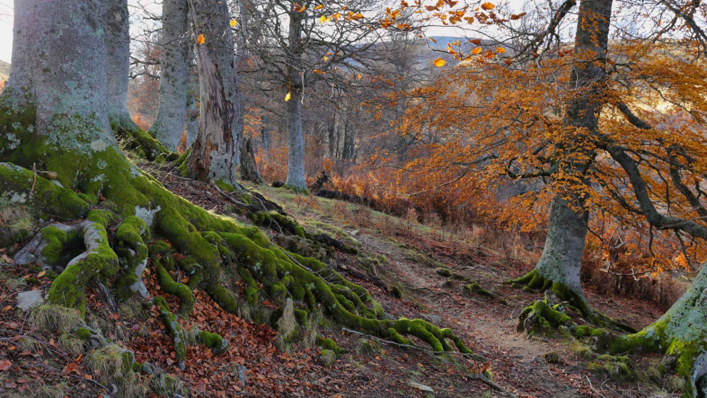 El Bosque de Gamueta se tiñe de colores en otoño