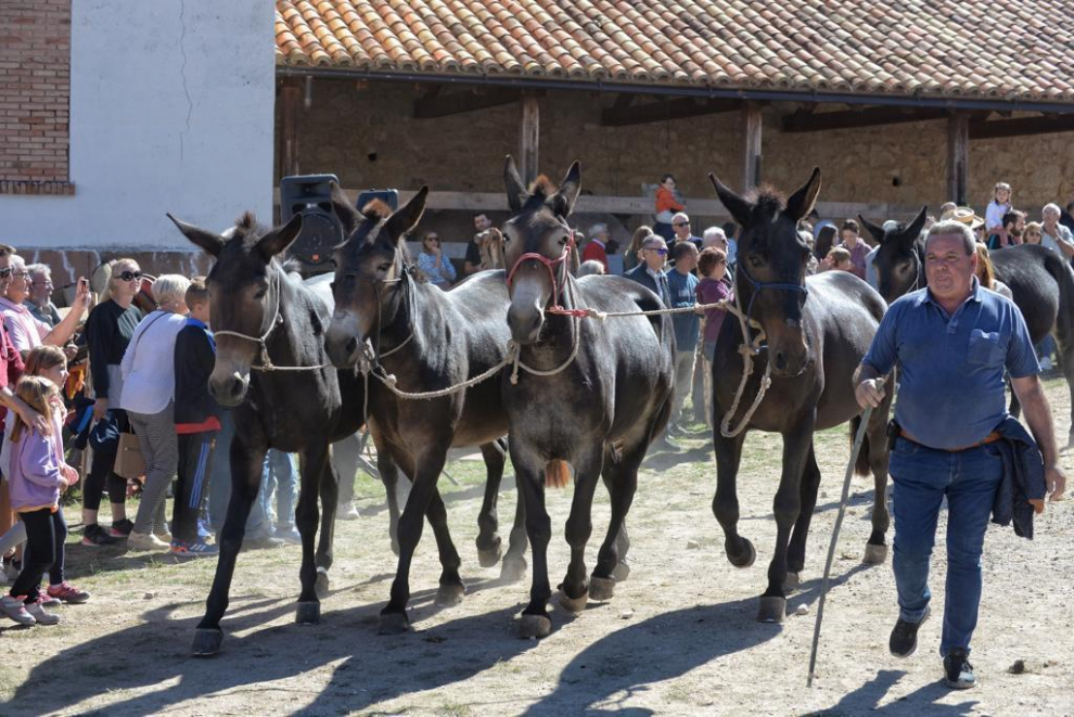 Puestos de artesanía, más de 60 mulos, una exposición de antiguos aperos de labranza y de tractores de diferentes épocas son algunos de los atractivos.