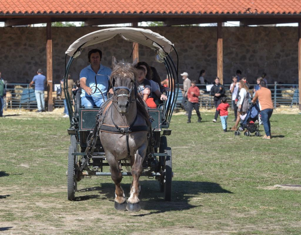 Puestos de artesanía, más de 60 mulos, una exposición de antiguos aperos de labranza y de tractores de diferentes épocas son algunos de los atractivos.