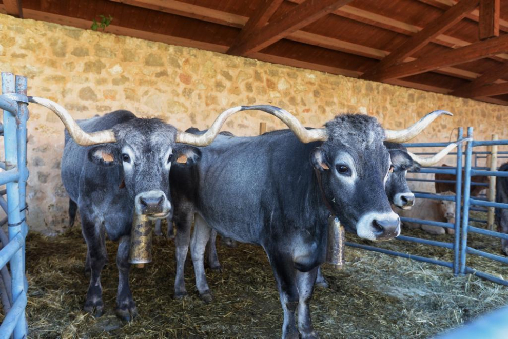 Puestos de artesanía, más de 60 mulos, una exposición de antiguos aperos de labranza y de tractores de diferentes épocas son algunos de los atractivos.
