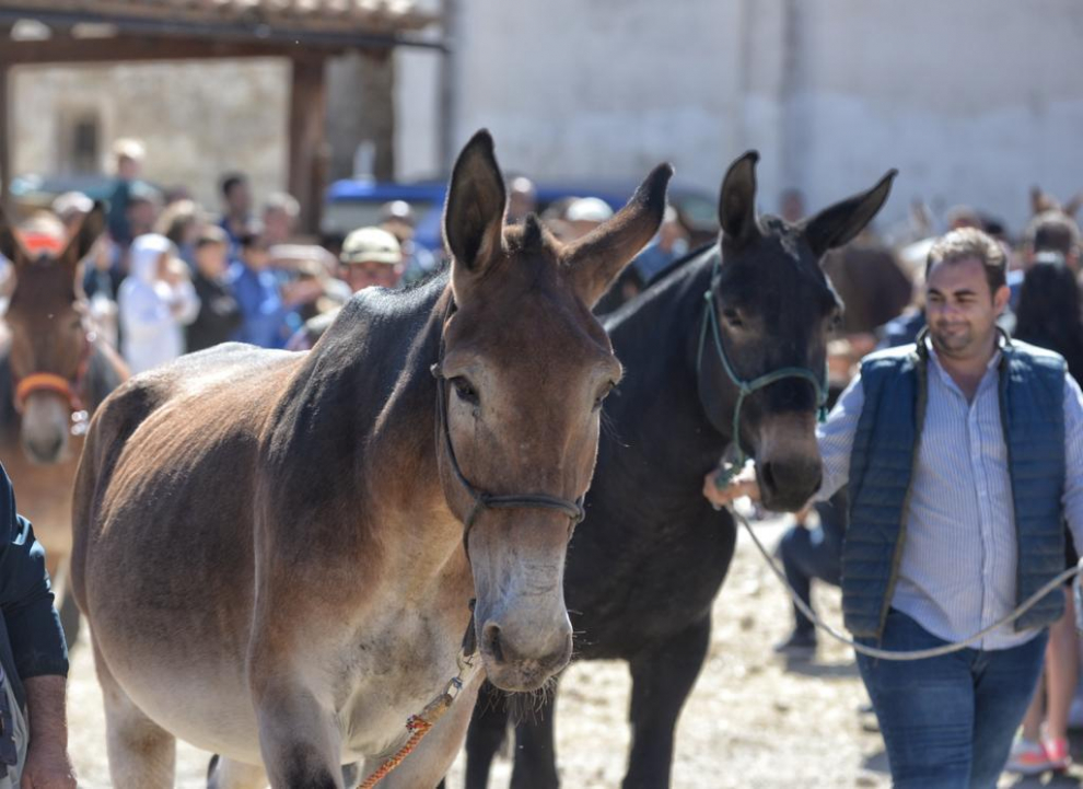 Puestos de artesanía, más de 60 mulos, una exposición de antiguos aperos de labranza y de tractores de diferentes épocas son algunos de los atractivos.