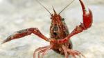 El cangrejo rojo es una especie invasora y voraz que ha traído la enfermedad de la afanomicosis.
