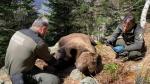 Agentes de Medio Ambiente con el cadáver del oso.