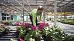 Una empleada coloca flores en Viveros Montecarlo.