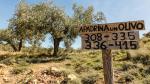 Zona de olivos en Oliete