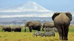 A family of elephants walk between zebras in Amboseli National Park in southeast Kenya August 22, 2004. The Amboseli elephant population of around 600 strong is one of the few in all Africa which has not been ravaged by poachers. REUTERS/Radu Sigheti [[[HA ARCHIVO]]] KENYA