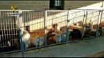 Detenidos en Santa Fe (Granada) el responsable de un criadero de perros y un veterinario por cortar las cuerdas vocales a animales