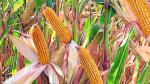 El maíz es el cereal de verano con mayor presencia en los regadíos de Aragón.