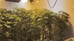 Plantación de marihuana en una vivienda de San Juan de Mozarrifar.