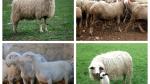 De izquierda a derecha y de arriba a abajo ovejas Ansotana, Cartera, Maellana y Churra Tensina.
