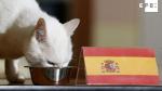 El gato Aquiles come del cuenco con la bandera de España.