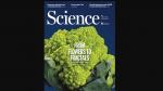 Una investigación sobre el diseño fractal en las coliflores, portada de 'Science'