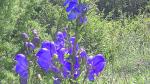 Una planta de acólito con su característica flor azul-morada, en los Pirineos.
