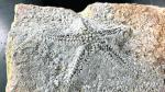 Fósil de una estrella de mar descubierto en perfecto estado en el subcuenca de Oliete.