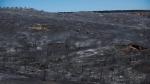 Tierra quemada en el incendio de Añón del Moncayo.