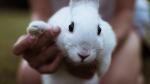 Conejo mascota, en una imagen de archivo