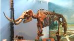 Esqueleto de un mamut