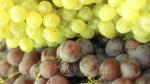 Las uvas de mesa de variedades tintas y blancas se pueden ver estos días en los mercados y fruterías