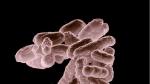 Escherichia coli, una de las muchas especies de bacterias presentes en el intestino humano y que nos ayuda en la digestión.