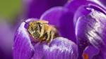 El polen de las plantas entomófilas con flores vistosas que es transportado por insectos raramente causa alergias.