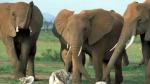 Los elefantes reconocen y reaccionan ante el cráneo y los colmillos de otro elefante.